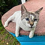 cat, blue_eyes, white_fur, gray_markings, outdoor, table, pink_tabletop, blue_table_base, grass, greenery, relaxed, curious, pet, animal, whiskers, daylight, nature, closeup, feline, resting