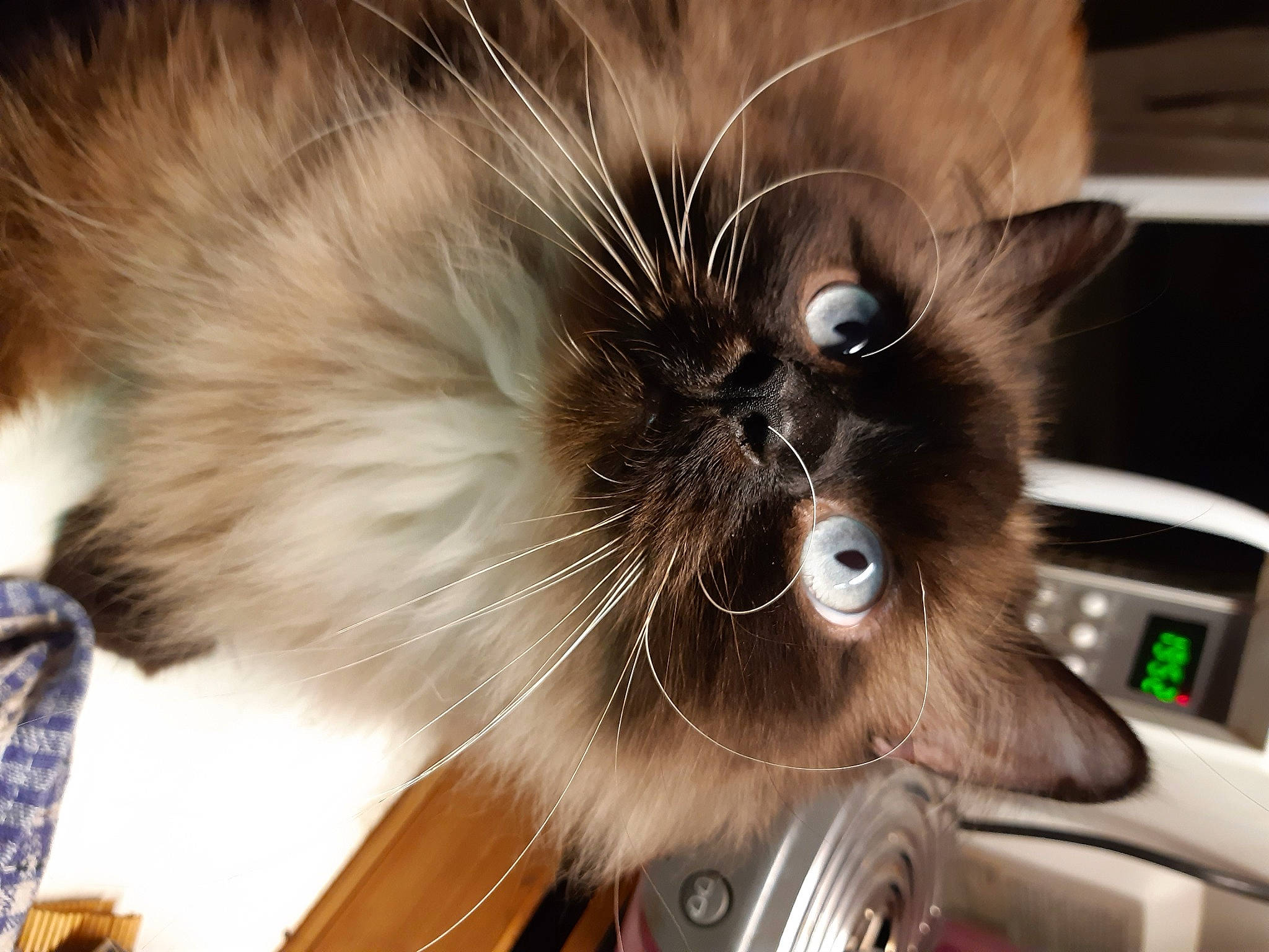 Hercule a rejoint le concours — aidez-le/la à gagner de superbes lots ! balinese, birman, carnivore, cat, claw, domestic_short_haired_cat, fawn, felidae, fur, home_appliance, iris, paw, ragdoll, siamese, small_to_medium_sized_cats, snout, tail, thai, tonkinese, whiskers