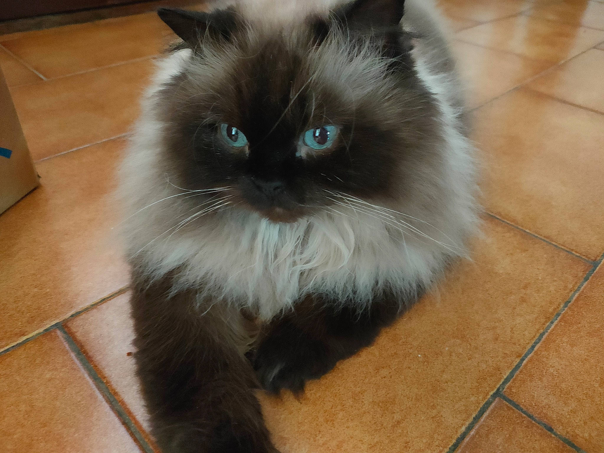 Hercule a rejoint le concours — aidez-le/la à gagner de superbes lots ! balinese, birman, british_longhair, carnivore, cat, fawn, felidae, flooring, fur, hardwood, iris, ragdoll, siamese, sitting, small_to_medium_sized_cats, snout, tail, tile_flooring, whiskers, wood