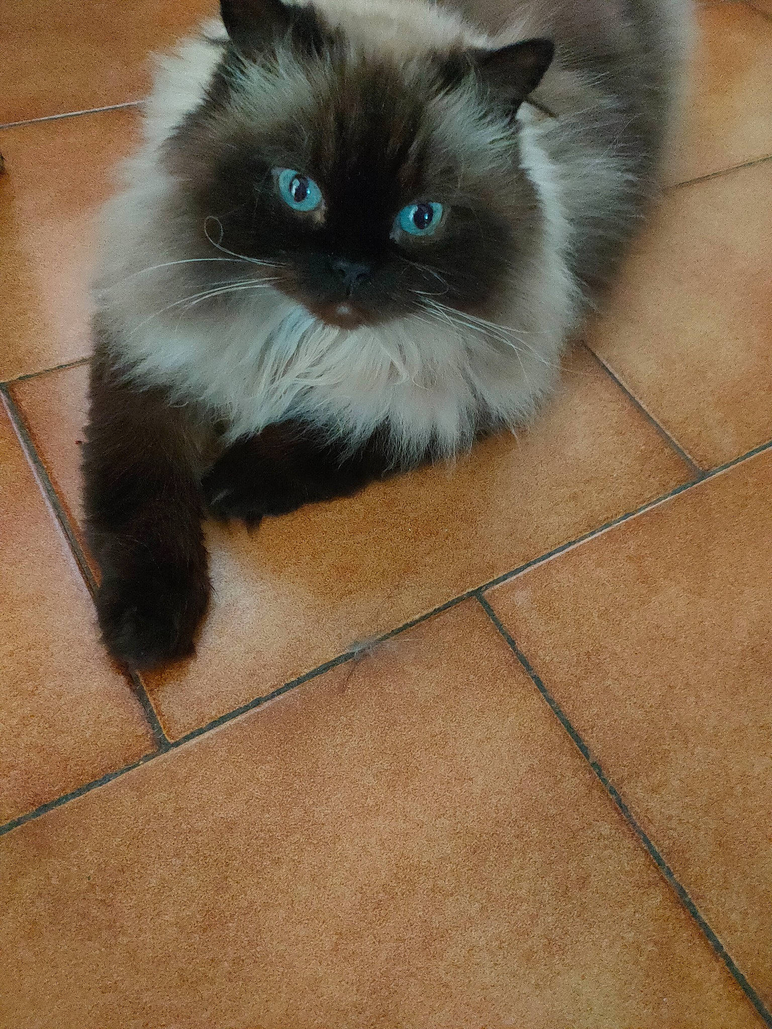 Hercule a rejoint le concours — aidez-le/la à gagner de superbes lots ! balinese, birman, carnivore, cat, electric_blue, fawn, felidae, floor, flooring, fur, hardwood, iris, ragdoll, siamese, small_to_medium_sized_cats, snout, tail, thai, tile_flooring, whiskers
