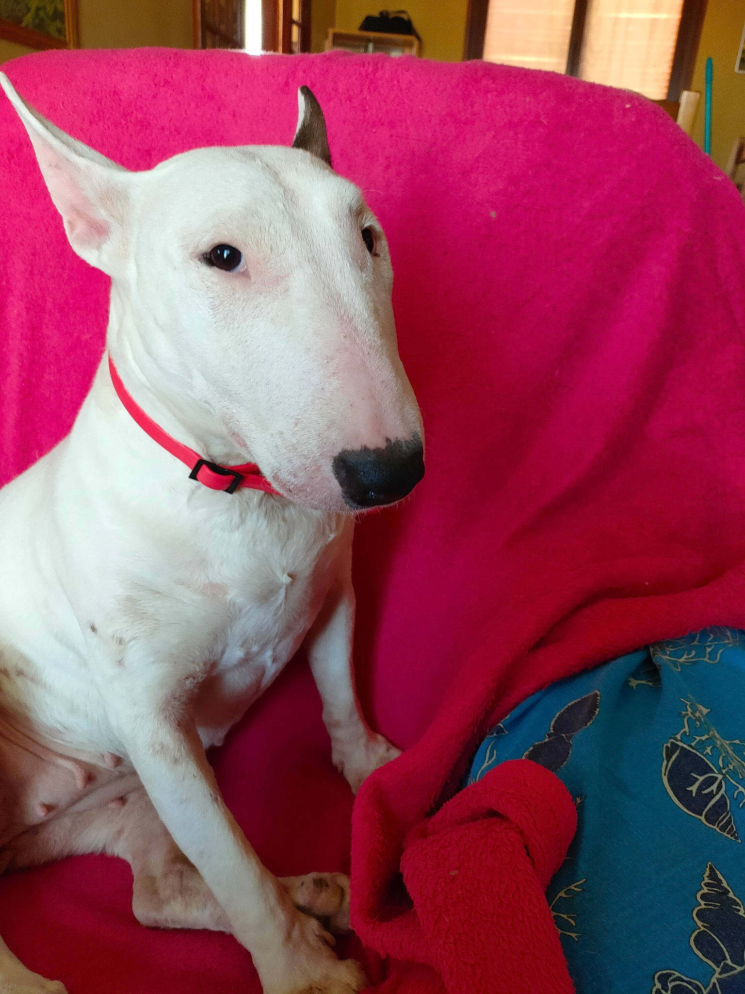 Venus a rejoint le concours — aidez-le/la à gagner de superbes lots ! canidae, carnivore, collar, companion_dog, dog, dog_breed, dog_collar, dog_supply, fawn, linens, magenta, non_sporting_group, pet_supply, rampur_greyhound, sighthound, sleeve, snout, sporting_group, whiskers, working_animal