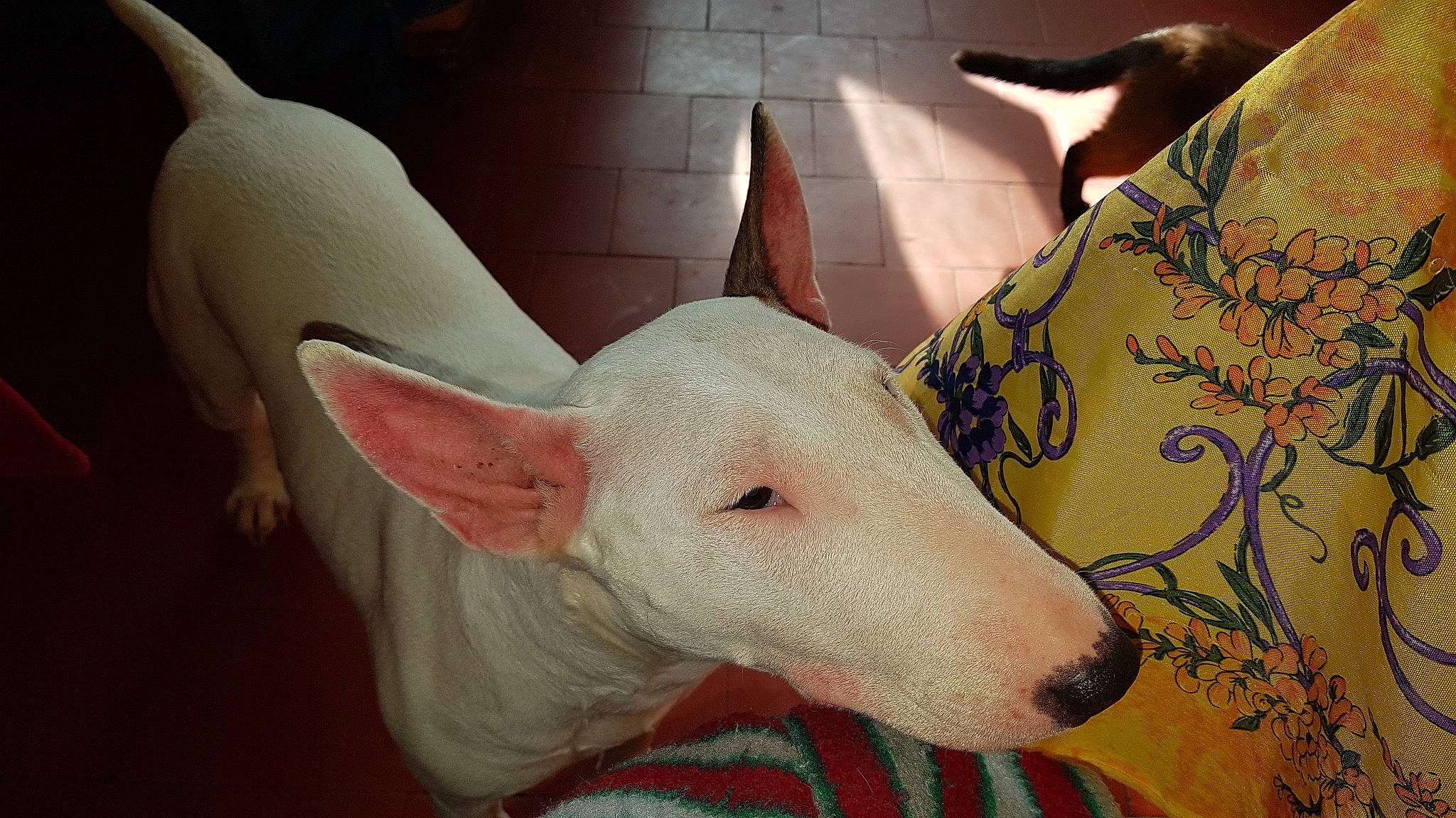 Venus participe au concours pour gagner de l'argent avec cette photo : bull_terrier, bull_terrier_miniature, canidae, carmine, carnivore, companion_dog, dog, dog_breed, ear, english_white_terrier, fawn, gull_terr, head, jaw, old_english_terrier, pattern, snout, terrestrial_animal, whiskers, working_animal