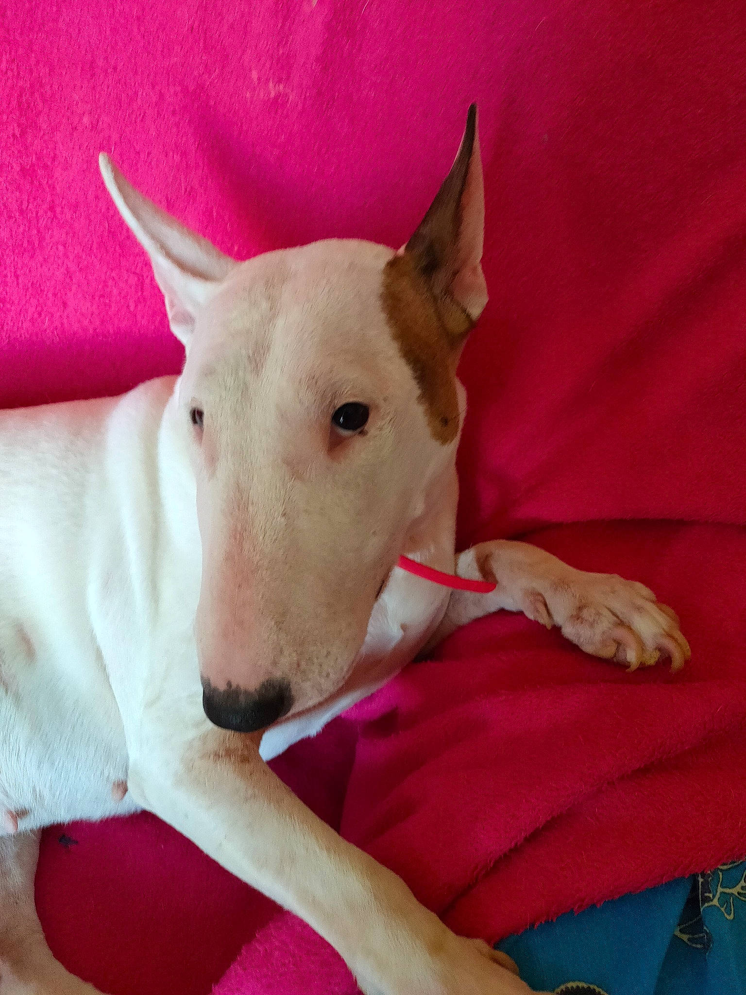 Venus participe au concours pour gagner de l'argent avec cette photo : bull_terrier, bull_terrier_miniature, canidae, carnivore, collar, comfort, companion_dog, dog, dog_breed, ear, english_white_terrier, fawn, gull_terr, magenta, old_english_terrier, pet_supply, sighthound, snout, sporting_group, working_animal