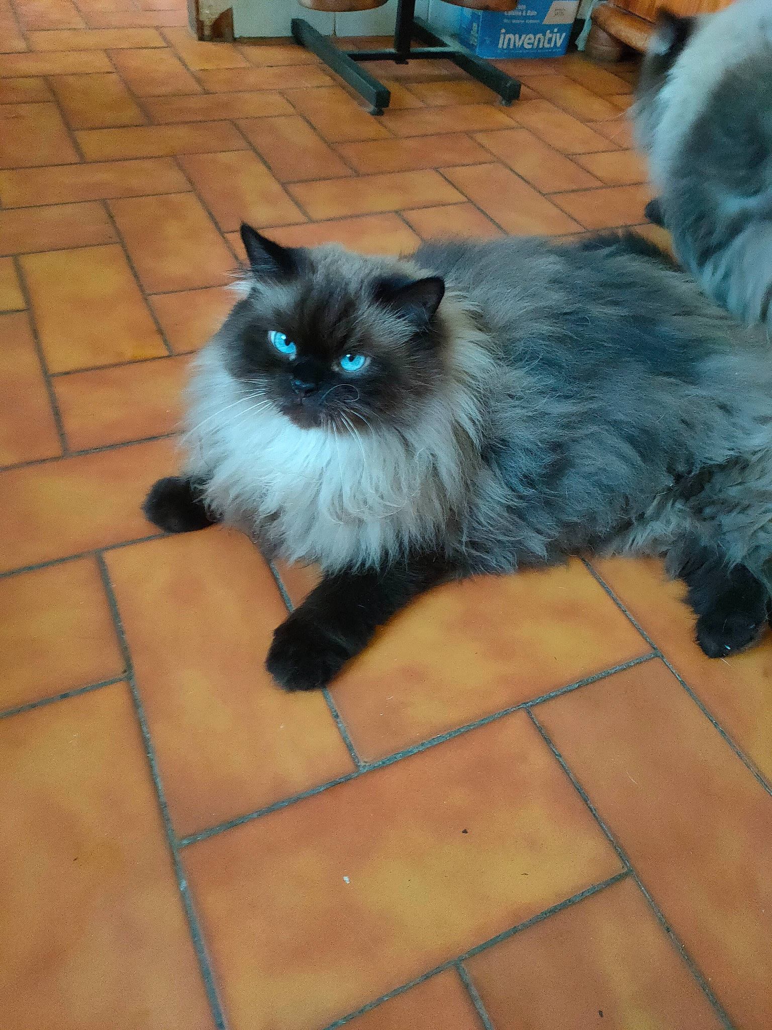 Cesar participe au concours pour gagner de l'argent avec cette photo : carnivore, cat, companion_dog, dog_breed, electric_blue, fawn, felidae, floor, flooring, fur, gas, grey, ragdoll, siamese, small_to_medium_sized_cats, snout, tail, terrestrial_animal, tile_flooring, whiskers