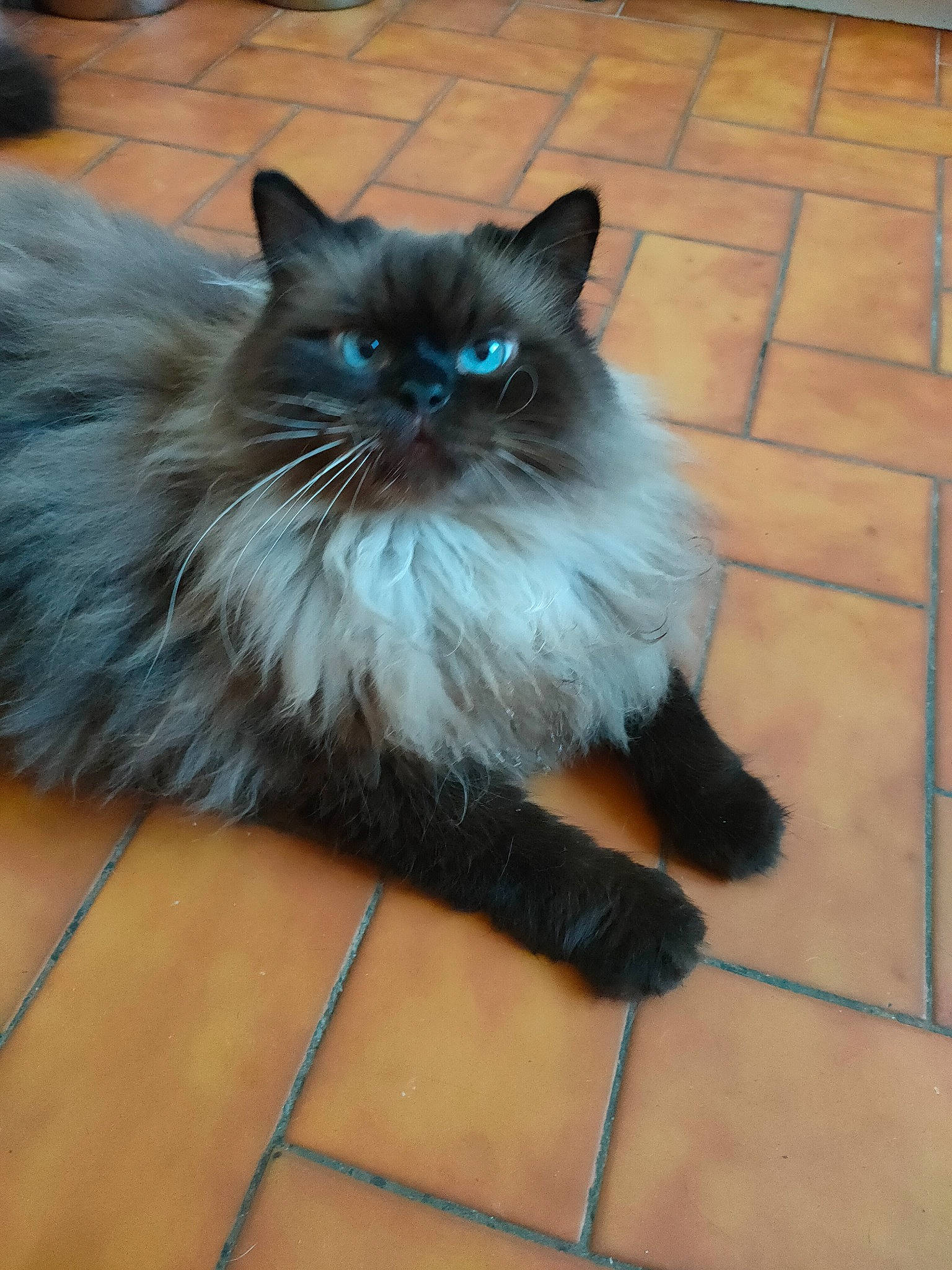 Cesar a rejoint le concours — aidez-le/la à gagner de superbes lots ! birman, carnivore, cat, electric_blue, fawn, felidae, floor, flooring, fur, hardwood, laminate_flooring, ragdoll, siamese, sitting, small_to_medium_sized_cats, snout, tail, tile_flooring, whiskers, wood