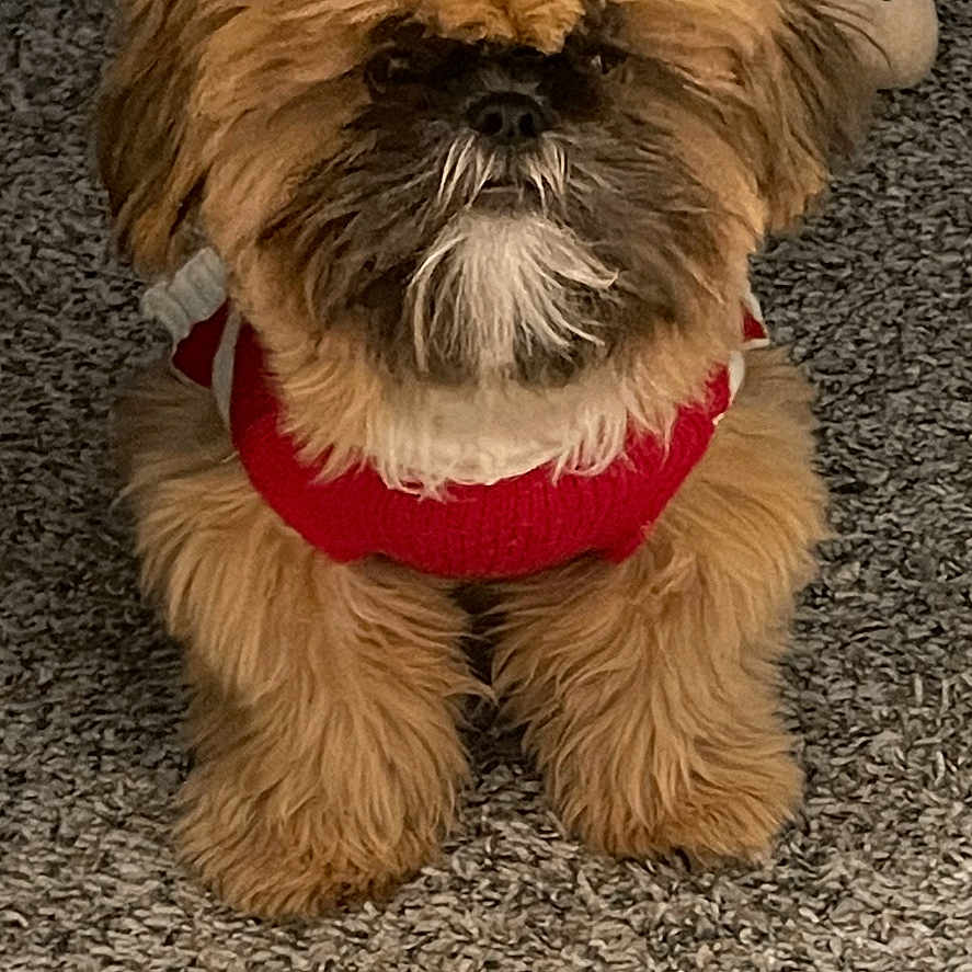 Chewy is registered to the contest to win money with this photo: affenpinscher, animal, canine, dog, pet, poodle, puppy, terrier, whitedog