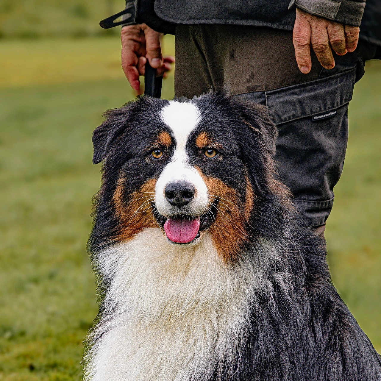 Todd a rejoint le concours — aidez-le/la à gagner de superbes lots ! animal, canine, clothing, companion, dog, fur, grass, hand, happy, jacket, leash, nature, outdoor, pants, person, pet, portrait, sitting, tongue, tricolor