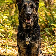 Duke joined the competition — help win amazing prizes! dog, german_shepherd, animal, pet, forest, outdoor, nature, sunlight, path, leaves, trees, canine, sitting, collar, tag, alert, happy, portrait, brown, black