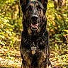 dog, german_shepherd, animal, pet, forest, outdoor, nature, sunlight, path, leaves, trees, canine, sitting, collar, tag, alert, happy, portrait, brown, black