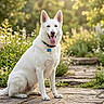 dog, white_dog, sitting, outdoor, garden, flowers, greenery, stone_path, sunlight, happy, tongue_out, nature, pet, collar, daylight, canine, grass, summer, animal, portrait