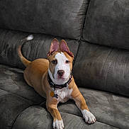 Nala joined the competition — help win amazing prizes! dog, couch, indoor, pet, brown, white, collar, ears, paw, fur, animal, relaxing, looking, face, canine, domestic_animal, furniture, home, laying, alert