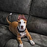 alert, animal, brown, canine, collar, couch, dog, domestic_animal, ears, face, fur, furniture, home, indoor, laying, looking, paw, pet, relaxing, white