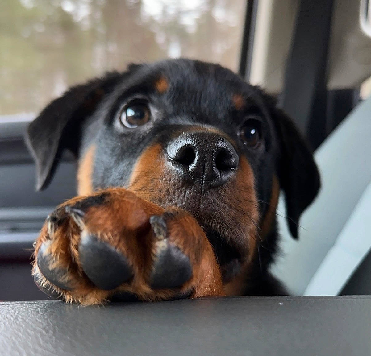 Georgia Ann is registered to the contest to win money with this photo: ball, canidae, carnivore, collar, companion_dog, dog, dog_breed, fawn, fur, liver, paw, pet_supply, puppy, snout, sporting_group, terrestrial_animal, toy_dog, whiskers, working_animal, working_dog