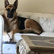 Max joined the competition — help win amazing prizes! dog, german_shepherd, sofa, couch, living_room, furniture, carpet, rug, wooden_table, table, domestic, pet, animal, indoor, resting, relaxed, home, decor, calm, watchful