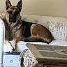 dog, german_shepherd, sofa, couch, living_room, furniture, carpet, rug, wooden_table, table, domestic, pet, animal, indoor, resting, relaxed, home, decor, calm, watchful
