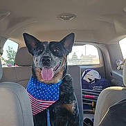 Rex joined the competition — help win amazing prizes! american_flag, animal, backseat, bandana, car_interior, daylight, dog, ears_up, happy, helmet, leash, pet, plush_toys, portrait, seat, smiling, sports_gear, tongue_out, vehicle, window