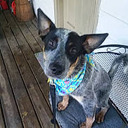 Rex joined the competition — help win amazing prizes! alert, bandana, canine, chair, cushion, dog, domestic_animal, door, ears, eyes, fur, leash, metal_table, paws, pet, porch, puppy, sitting, tail, wooden_floor