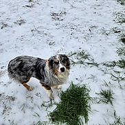 Rocket joined the competition — help win amazing prizes! dog, australian_shepherd, snow, grass, outdoor, winter, animal, pet, canine, fur, nature, cold, curious, standing, looking_up, paw_prints, mixed_colors, winter_day, grass_patch, landscape