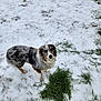 dog, australian_shepherd, snow, grass, outdoor, winter, animal, pet, canine, fur, nature, cold, curious, standing, looking_up, paw_prints, mixed_colors, winter_day, grass_patch, landscape
