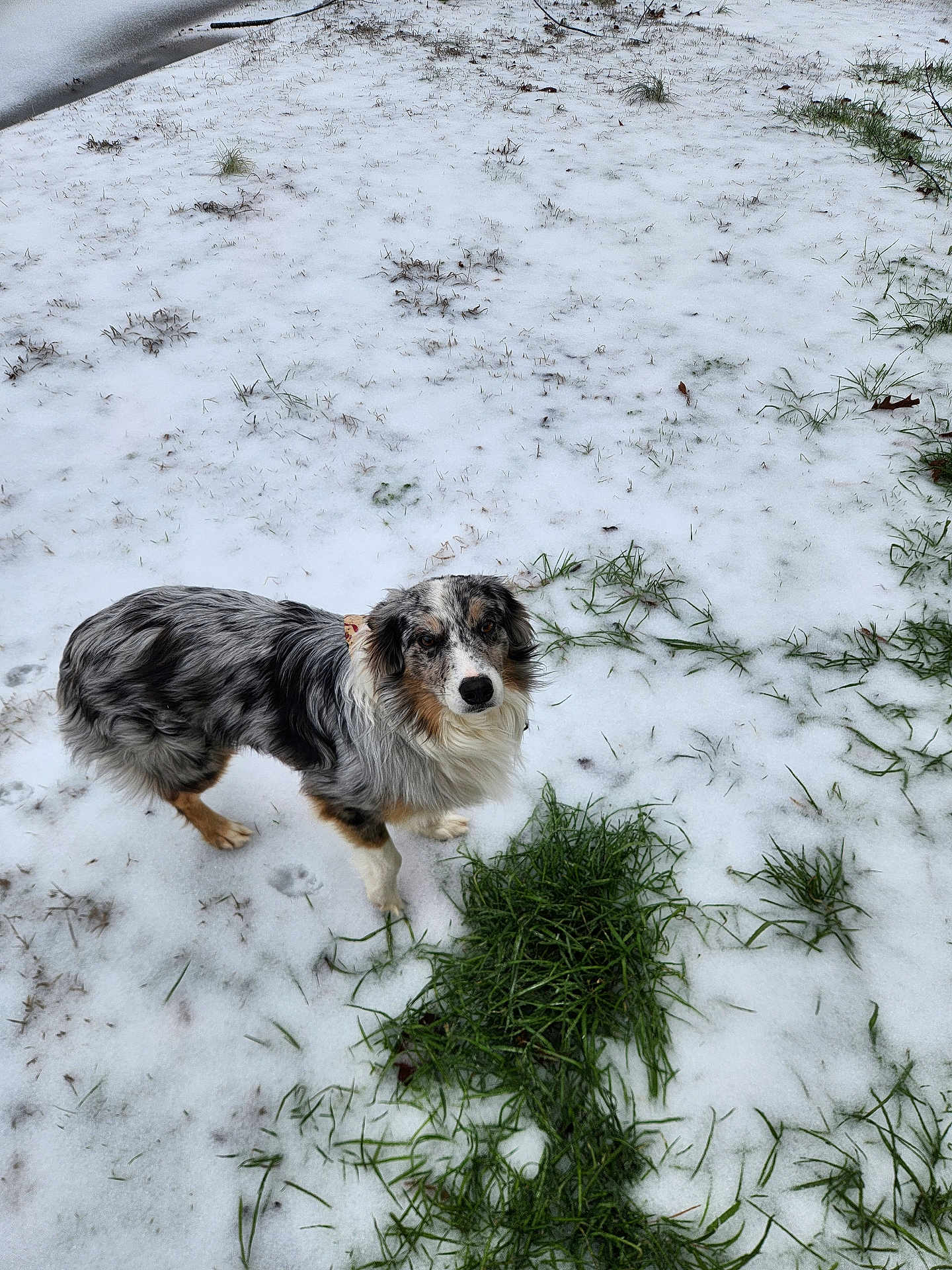 Rocket joined the competition — help win amazing prizes! dog, australian_shepherd, snow, grass, outdoor, winter, animal, pet, canine, fur, nature, cold, curious, standing, looking_up, paw_prints, mixed_colors, winter_day, grass_patch, landscape
