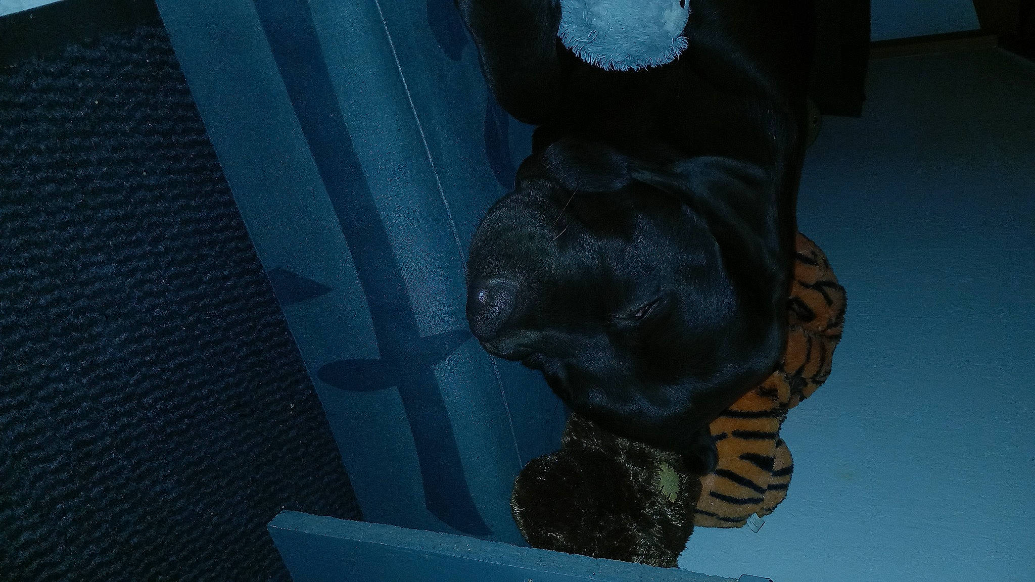 Sayko a rejoint le concours — aidez-le/la à gagner de superbes lots ! art, canidae, carnivore, darkness, dog_breed, electric_blue, felidae, fur, grey, guard_dog, hat, human_leg, pattern, personal_protective_equipment, sculpture, snout, sporting_group, tail, visual_arts