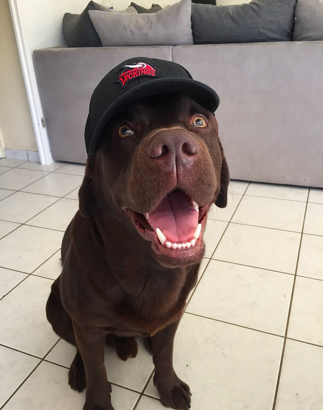 Sayko participe au concours pour gagner de l'argent avec cette photo : borador, carnivore, collar, companion_dog, dog, dog_breed, dog_collar, flooring, fur, liver, metal, non_sporting_group, snout, sporting_group, terrestrial_animal, whiskers, working_animal