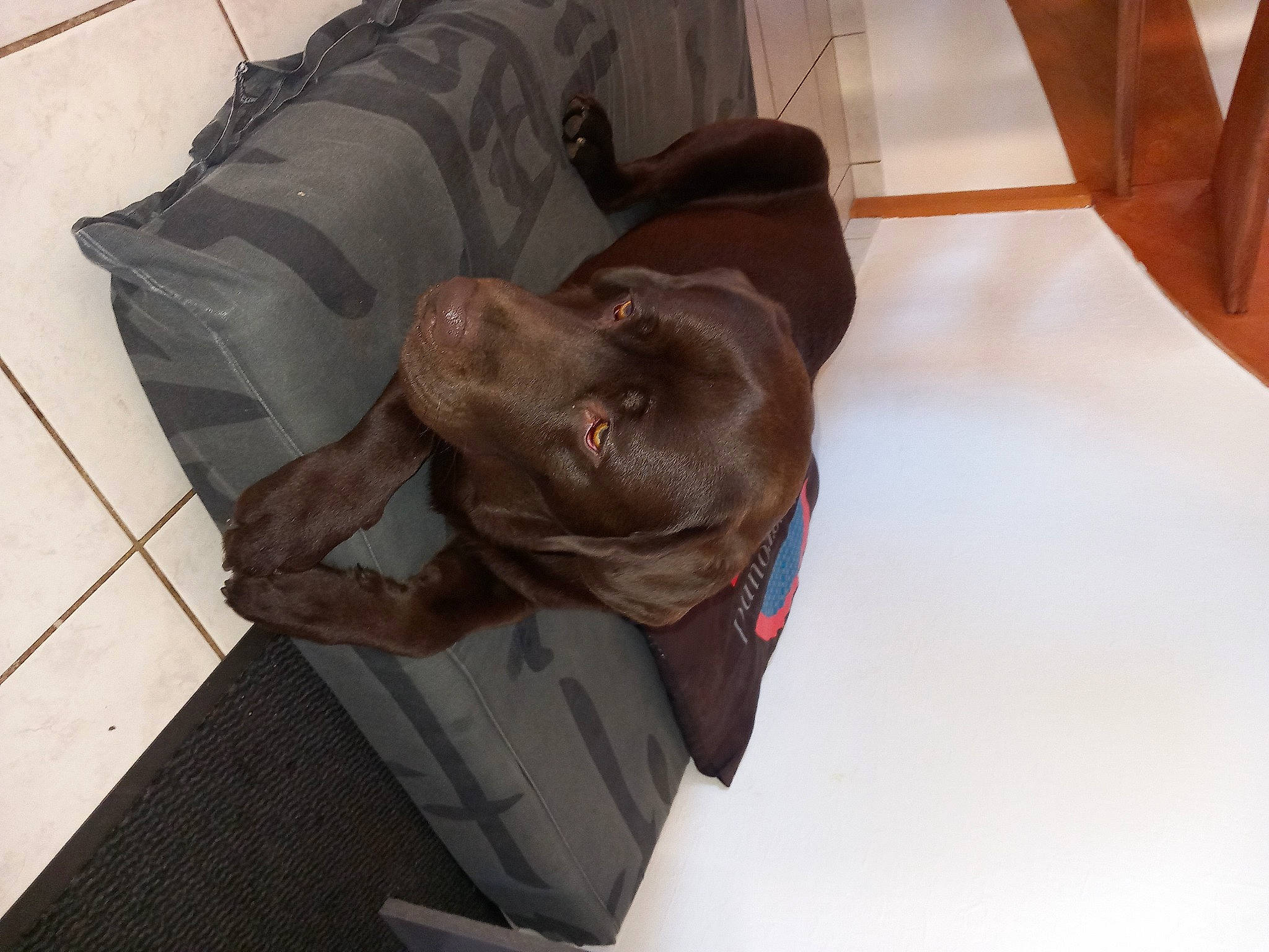 Sayko participe au concours pour gagner de l'argent avec cette photo : art, canidae, carnivore, comfort, companion_dog, dog, dog_breed, fawn, fur, grey, guard_dog, liver, metal, outdoor_shoe, personal_protective_equipment, sculpture, snout, sporting_group, wood, working_animal