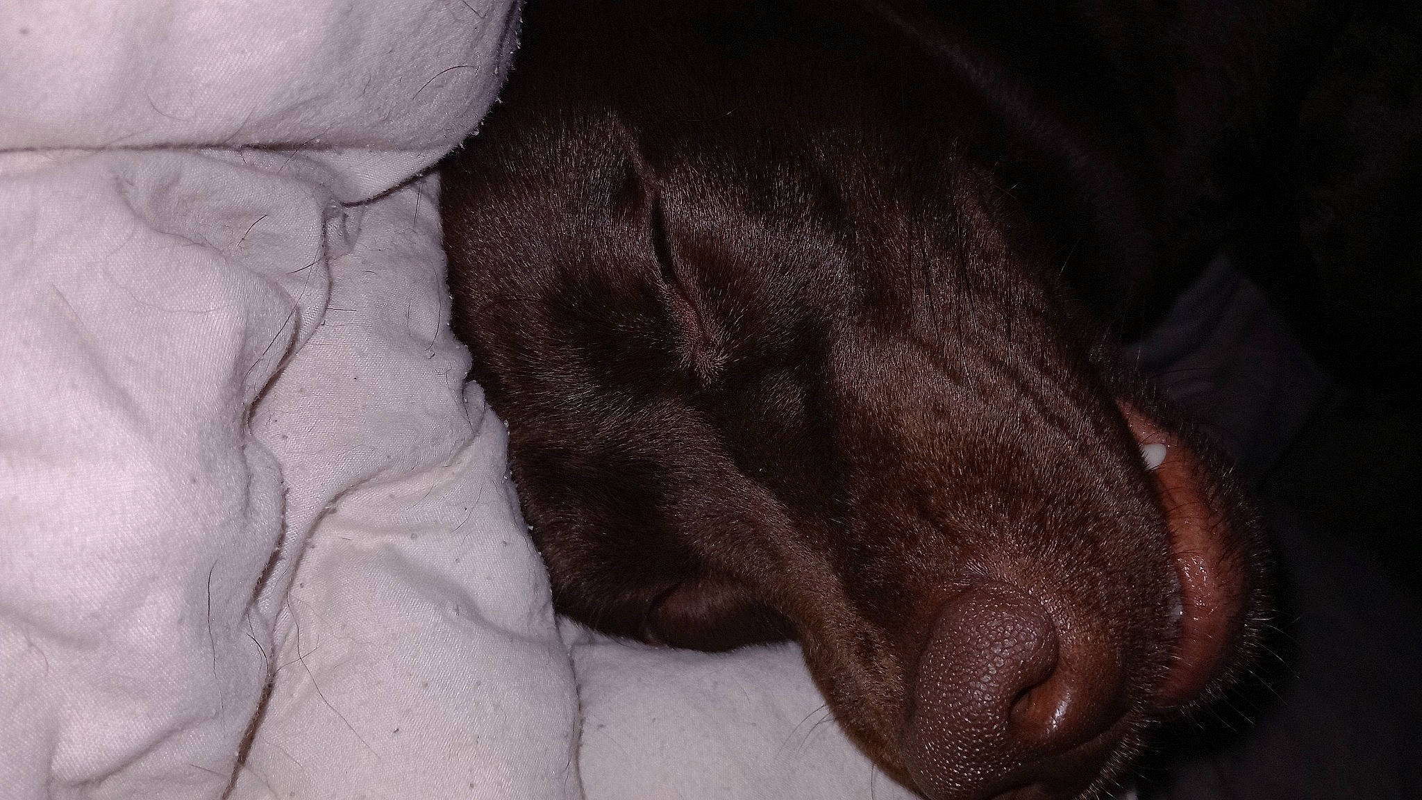 Sayko participe au concours pour gagner de l'argent avec cette photo : brown, canidae, carnivore, comfort, companion_dog, dog, dog_breed, fawn, fur, grey, gun_dog, liver, non_sporting_group, snout, sporting_group, terrestrial_animal, whiskers, working_animal, wrinkle