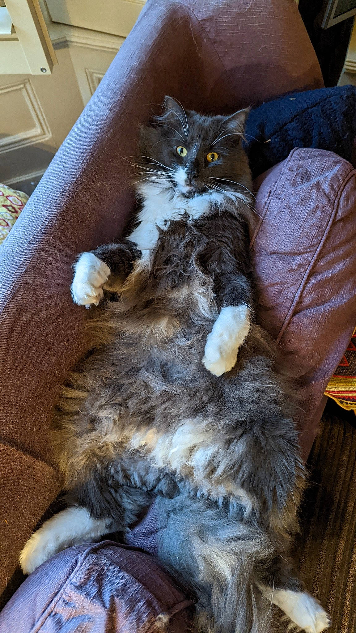 Bruno joined the competition — help win amazing prizes! box, carnivore, cat, cat_supply, claw, comfort, domestic_short_haired_cat, felidae, fur, grey, small_to_medium_sized_cats, tail, whiskers, wood