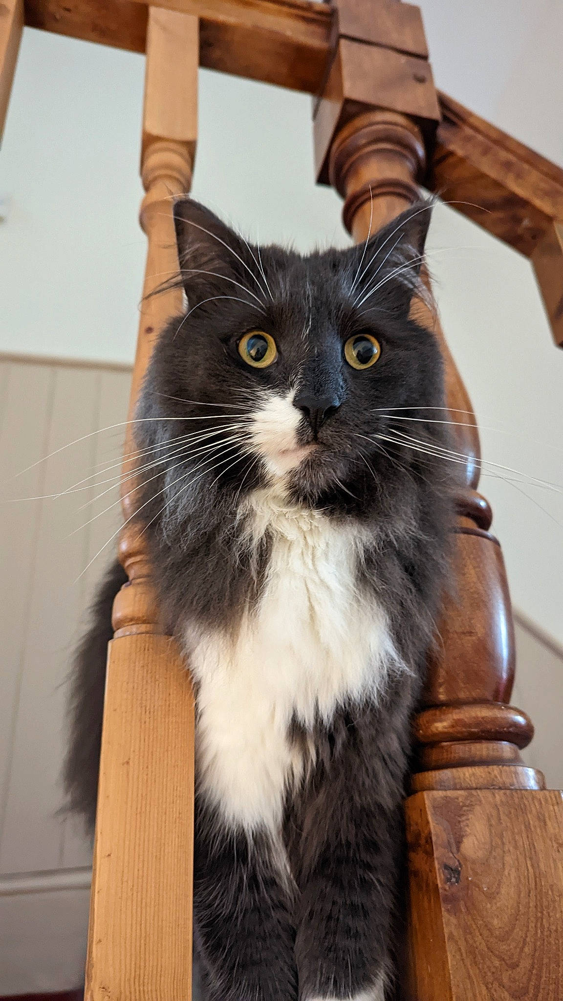 Bruno is registered to the contest to win money with this photo: black_cat, box, cardboard, carnivore, cat, domestic_short_haired_cat, felidae, fur, hardwood, iris, pet_supply, sitting, small_to_medium_sized_cats, snout, tail, terrestrial_animal, whiskers, window, wood