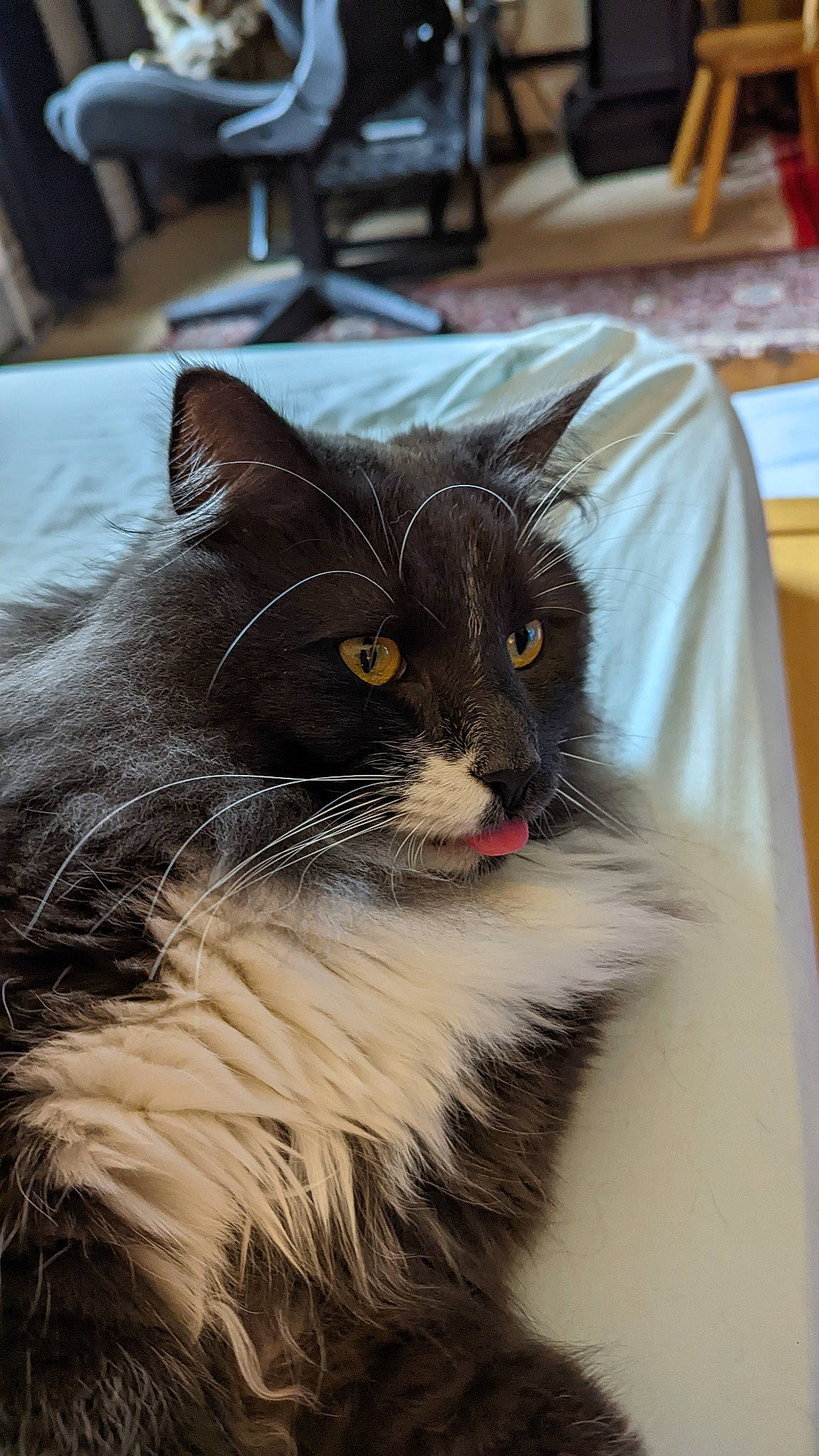 Bruno joined the competition — help win amazing prizes! black_cat, carnivore, cat, claw, domestic_short_haired_cat, felidae, fur, iris, small_to_medium_sized_cats, snout, table, tail, whiskers, window