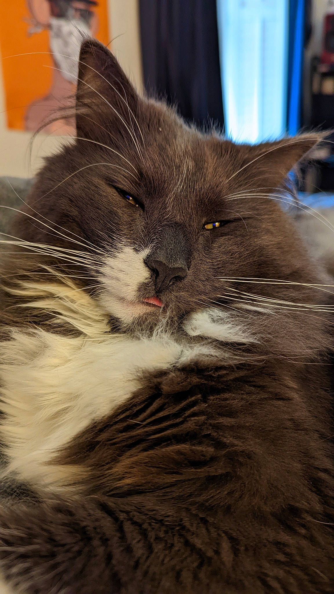 Bruno joined the competition — help win amazing prizes! carnivore, cat, claw, comfort, domestic_short_haired_cat, felidae, fur, maine_coon, metal, paw, small_to_medium_sized_cats, snout, terrestrial_animal, whiskers