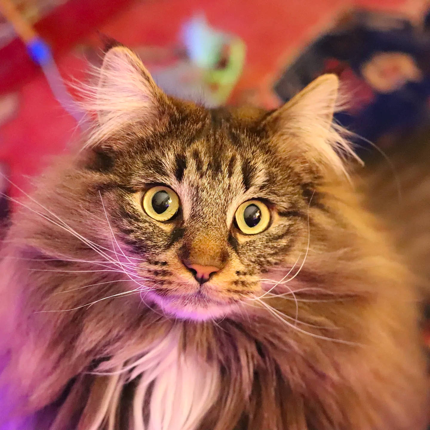 Jaffa joined the competition — help win amazing prizes! carnivore, cat, close_up, domestic_short_haired_cat, event, felidae, fur, hair, magenta, maine_coon, norwegian_forest_cat, small_to_medium_sized_cats, snout, terrestrial_animal, whiskers, wildlife