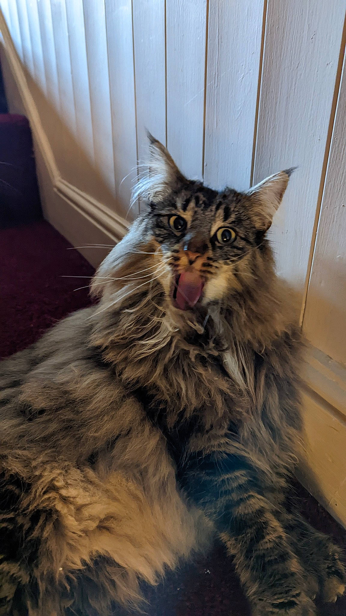 Jaffa is registered to the contest to win money with this photo: carnivore, cat, claw, felidae, fur, maine_coon, small_to_medium_sized_cats, tail, terrestrial_animal, whiskers