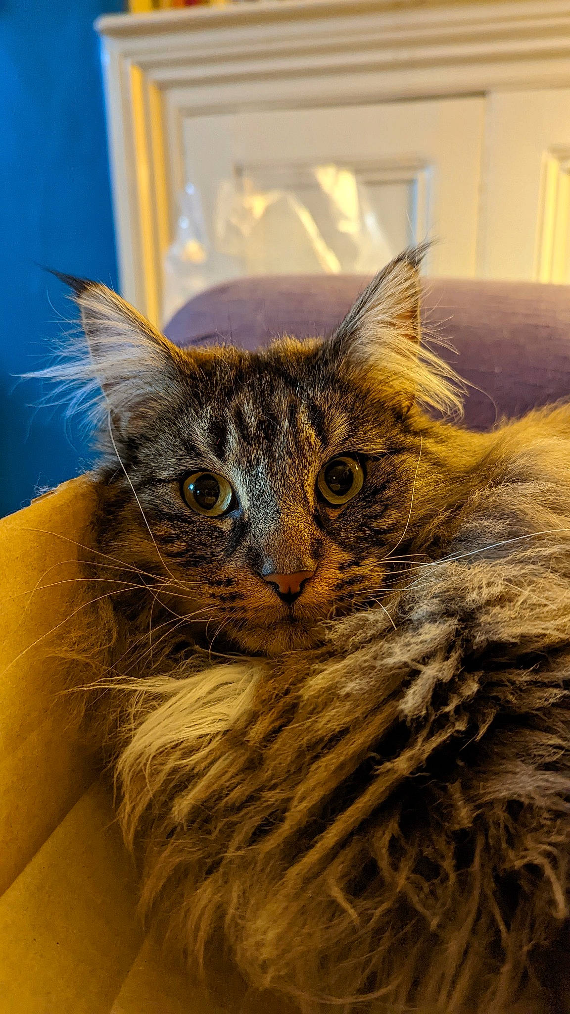 Jaffa joined the competition — help win amazing prizes! carnivore, cat, claw, close_up, domestic_short_haired_cat, fawn, feather, felidae, fur, plant, small_to_medium_sized_cats, snout, terrestrial_animal, whiskers, wildlife