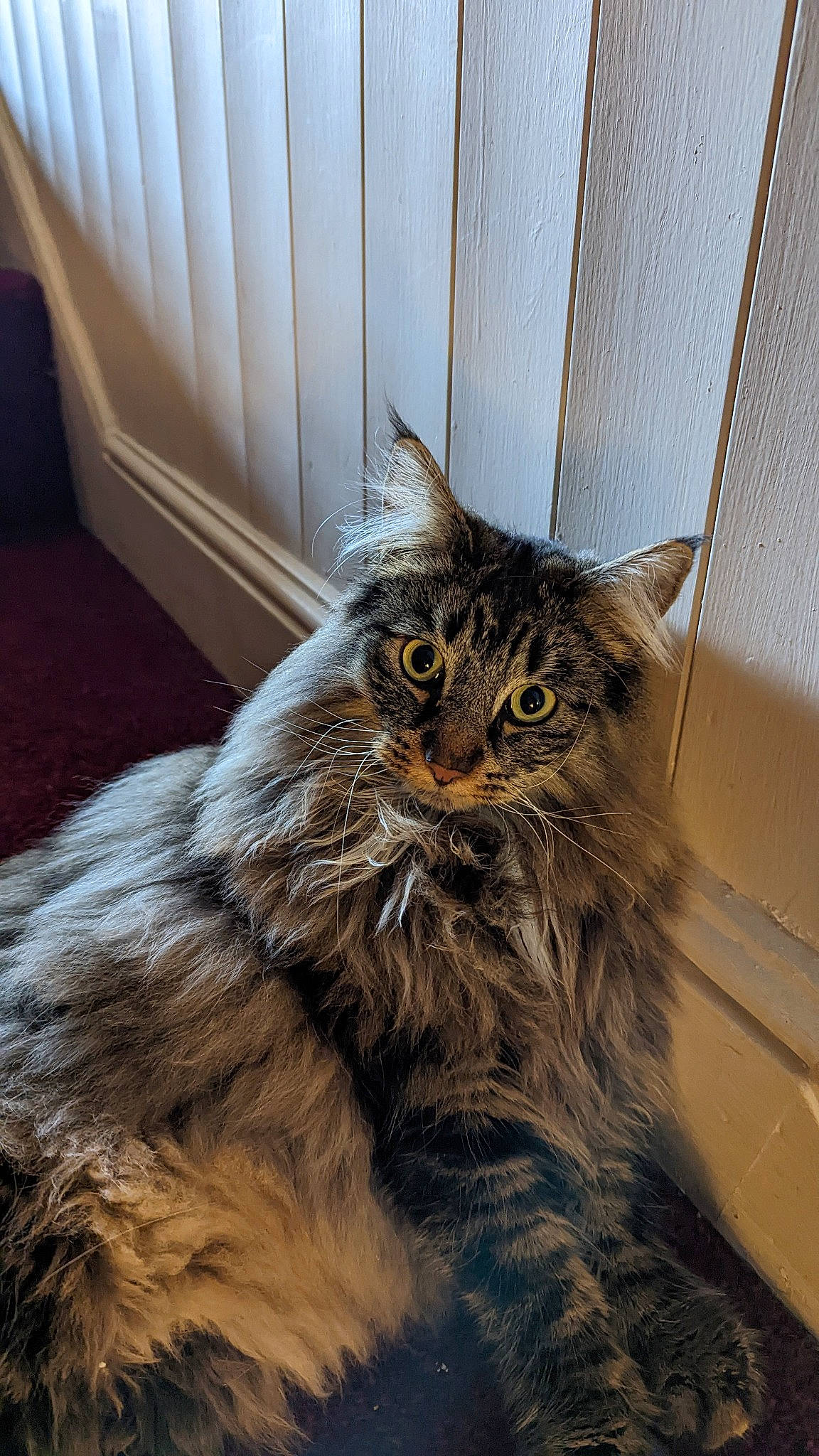 Jaffa joined the competition — help win amazing prizes! carnivore, cat, claw, door, felidae, fur, small_to_medium_sized_cats, snout, tail, terrestrial_animal, whiskers, wood