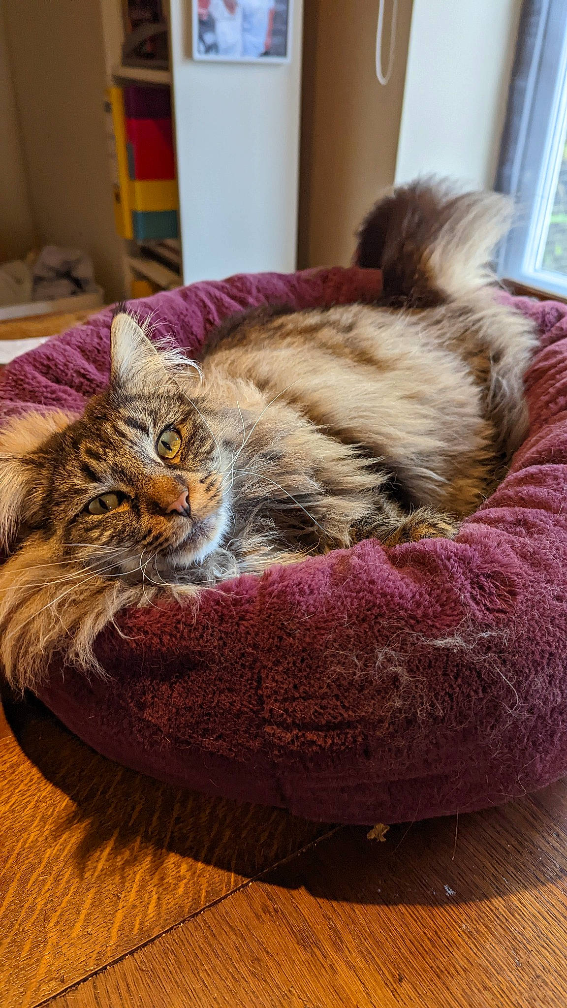 Jaffa is registered to the contest to win money with this photo: carnivore, cat, cat_bed, cat_supply, chair, comfort, domestic_short_haired_cat, fawn, felidae, flooring, fur, hardwood, mammal, small_to_medium_sized_cats, tail, textile, vertebrate, whiskers, window, wood
