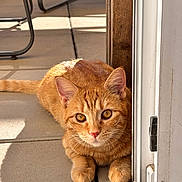 Yuna a rejoint le concours — aidez-le/la à gagner de superbes lots ! cat, ginger_cat, pet, animal, indoor, sunlight, door, floor, curious, relaxed, feline, whiskers, ears, paws, tail, closeup, portrait, looking, home, cozy
