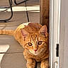 cat, ginger_cat, pet, animal, indoor, sunlight, door, floor, curious, relaxed, feline, whiskers, ears, paws, tail, closeup, portrait, looking, home, cozy