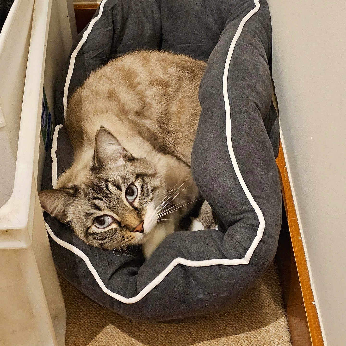 Osiris participe au concours pour gagner de l'argent avec cette photo : animal, canine, cat, dog, dogbed, furniture, kitten, pet