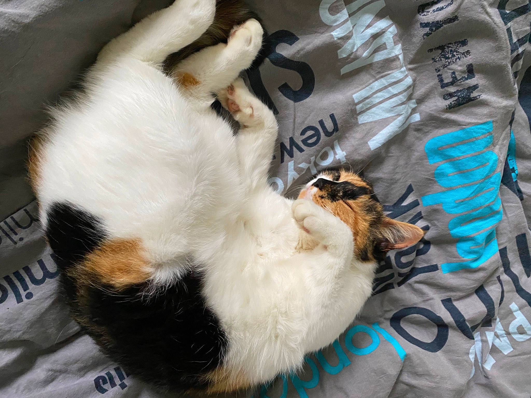 Miette a rejoint le concours — aidez-le/la à gagner de superbes lots ! carnivore, cat, cat_supply, claw, comfort, companion_dog, dog_breed, felidae, fur, linens, nap, paw, small_to_medium_sized_cats, snout, tail, whiskers