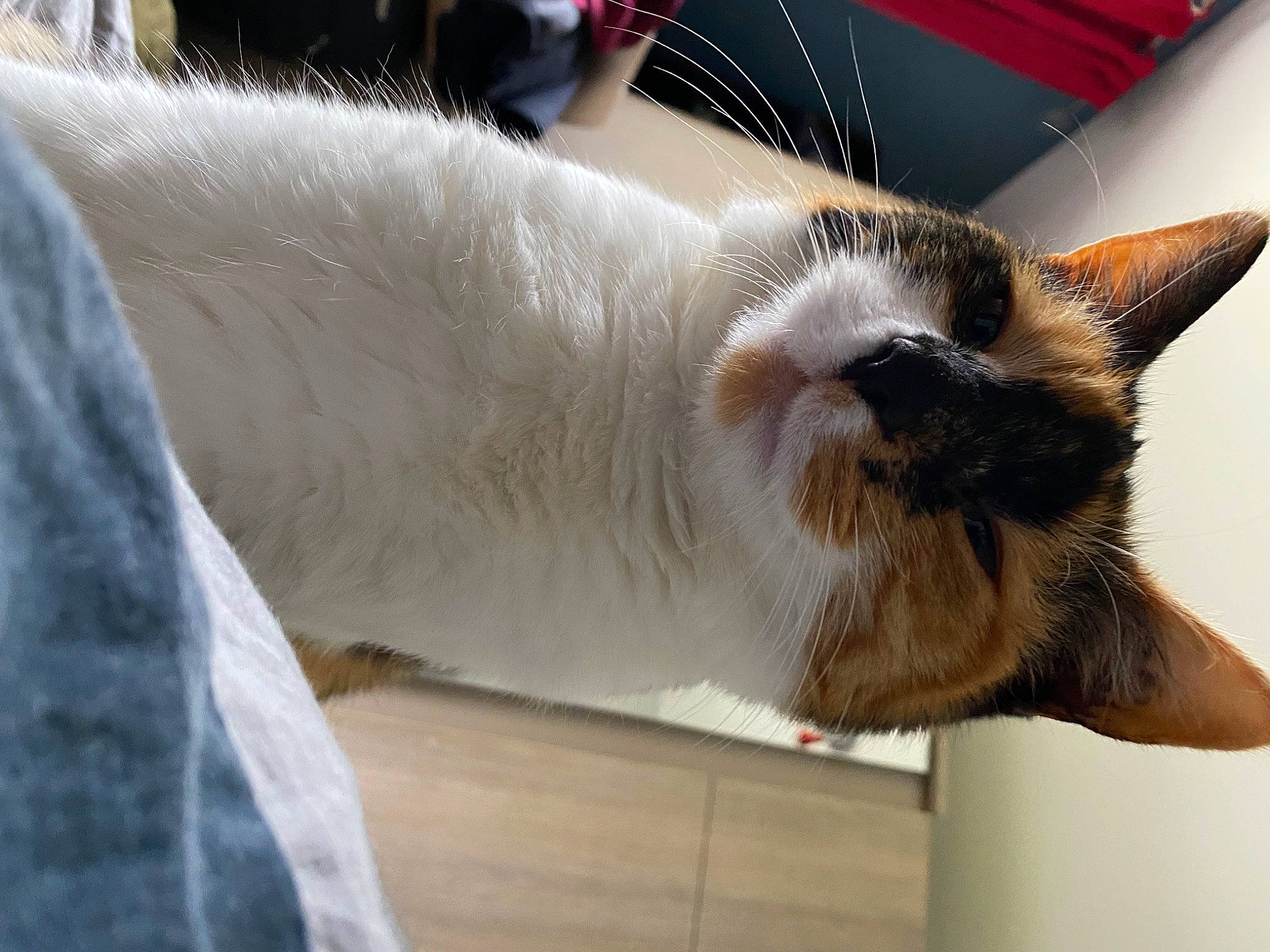 Miette a rejoint le concours — aidez-le/la à gagner de superbes lots ! birman, carnivore, cat, comfort, domestic_short_haired_cat, fawn, felidae, flooring, fur, metal, nap, paw, small_to_medium_sized_cats, snout, tail, thai, whiskers, wood