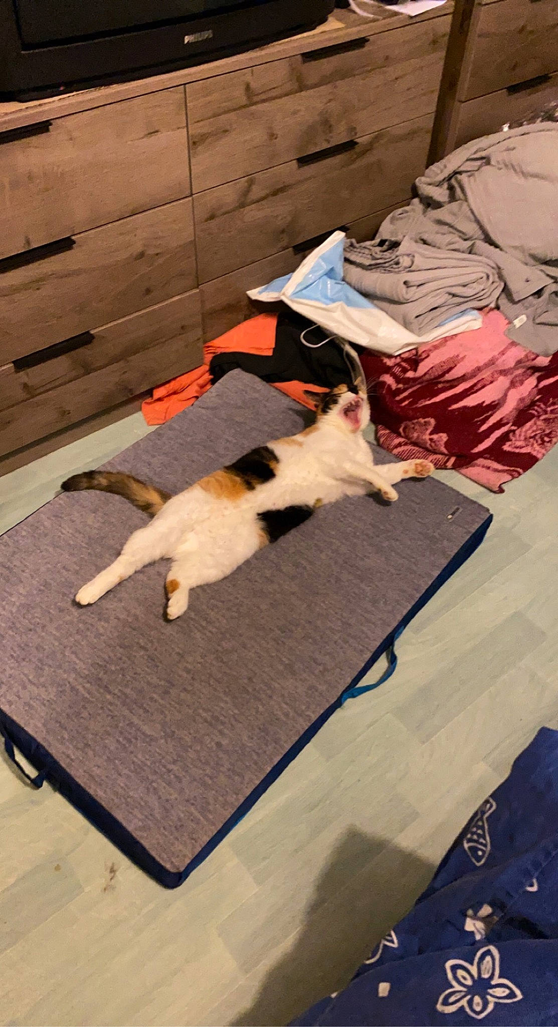 Miette a rejoint le concours — aidez-le/la à gagner de superbes lots ! carnivore, cat, comfort, companion_dog, dog_breed, fawn, felidae, floor, flooring, fur, hardwood, linens, pet_supply, rectangle, room, small_to_medium_sized_cats, sporting_group, tail, whiskers, wood