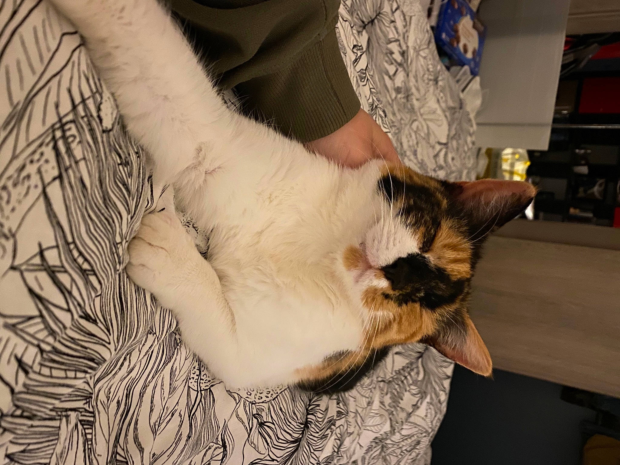 Miette participe au concours pour gagner de l'argent avec cette photo : canidae, cat, claw, comfort, companion_dog, computer_keyboard, dog_breed, domestic_short_haired_cat, elbow, felidae, fur, gesture, human_leg, nail, pattern, paw, small_to_medium_sized_cats, tail, whiskers, wrist