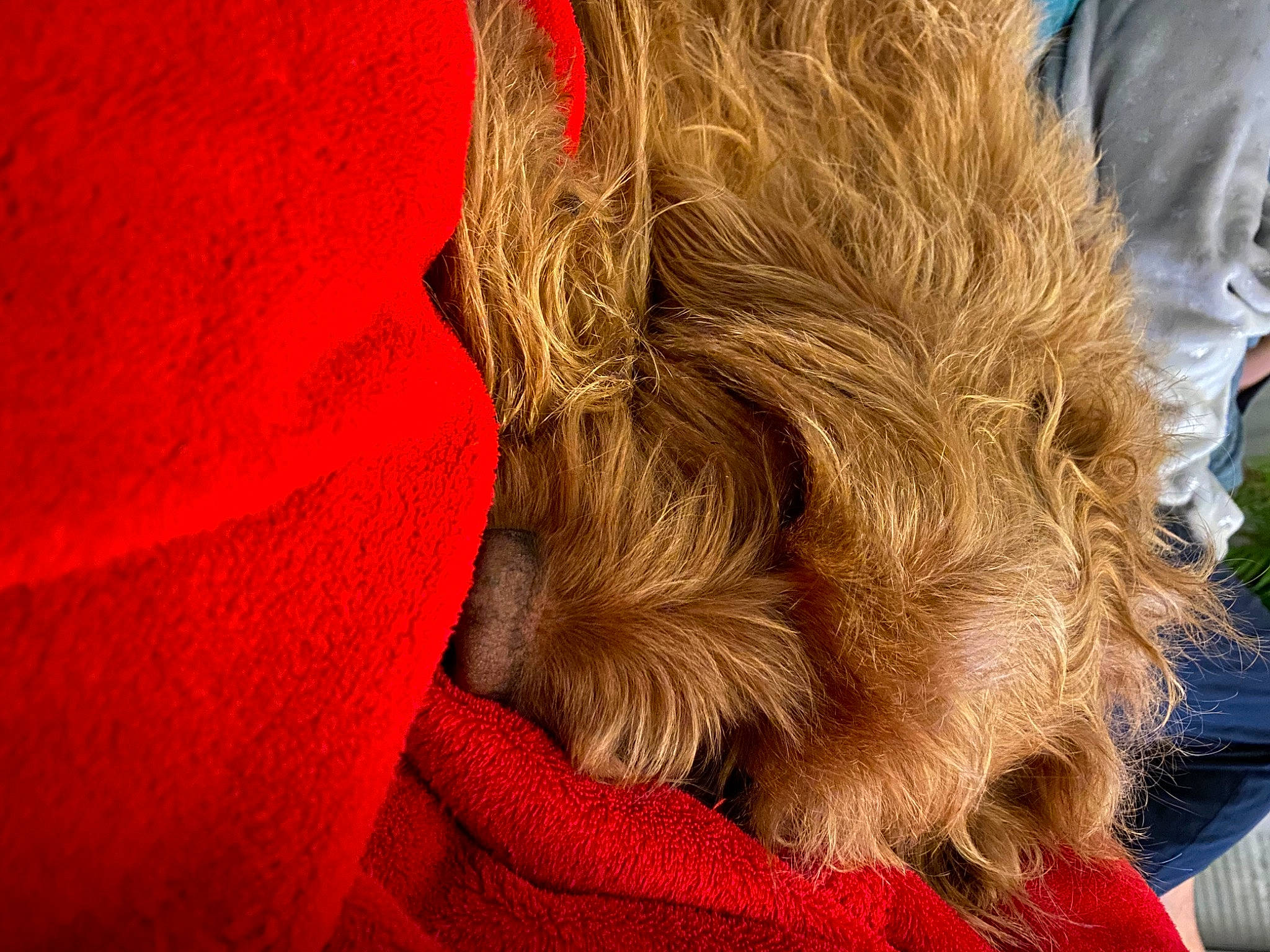 Watson a rejoint le concours — aidez-le/la à gagner de superbes lots ! canidae, carmine, carnivore, comfort, companion_dog, dog, dog_breed, fawn, felidae, human_leg, liver, nap, primate, snout, sporting_group, tail, whiskers, wool, working_animal, wrinkle