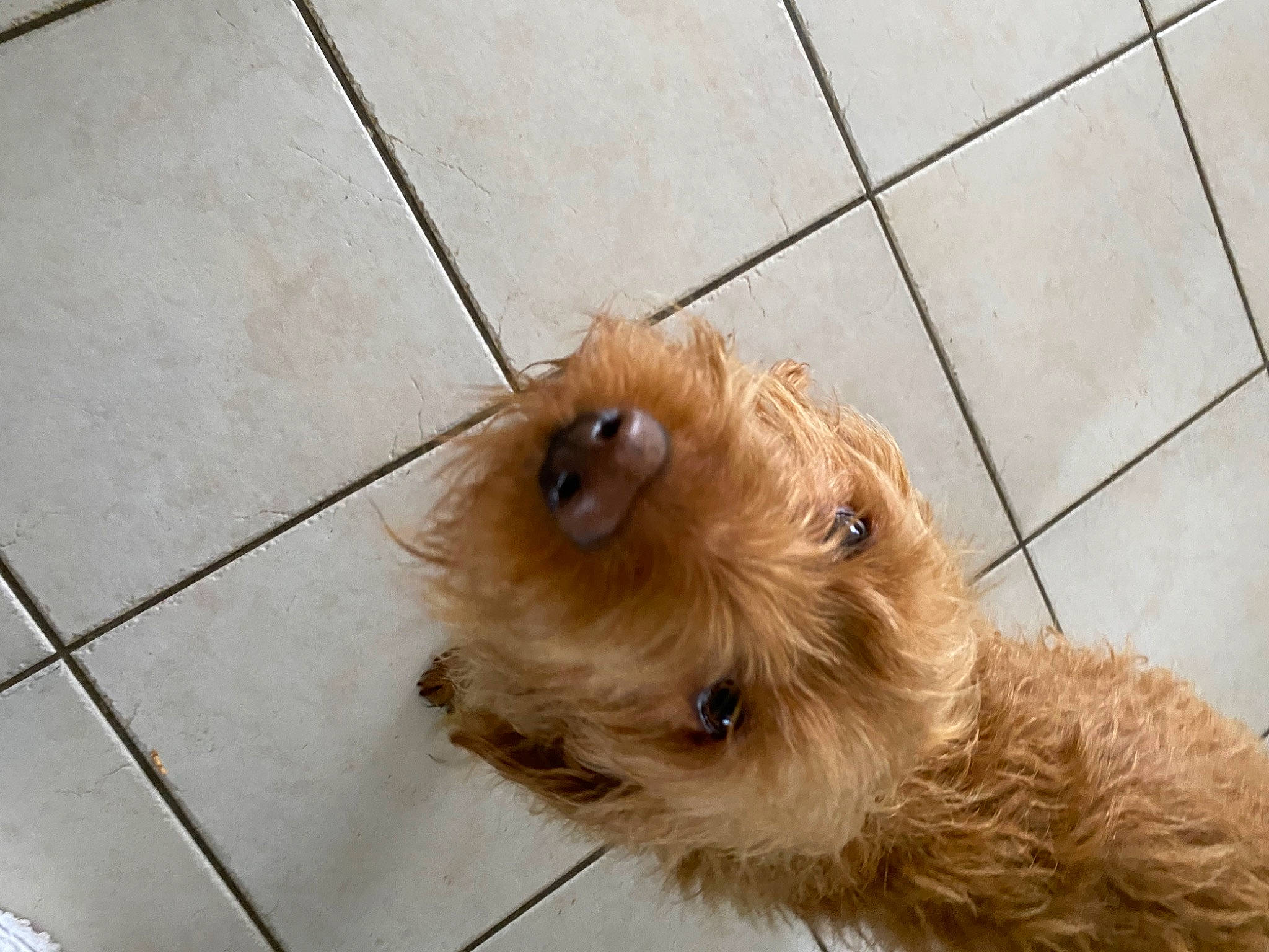 Watson participe au concours pour gagner de l'argent avec cette photo : carnivore, companion_dog, dog, dog_breed, dog_collar, dog_supply, fawn, flooring, fur, hardwood, liver, pet_supply, small_terrier, snout, sporting_group, terrier, tile_flooring, toy_dog, wood, working_animal