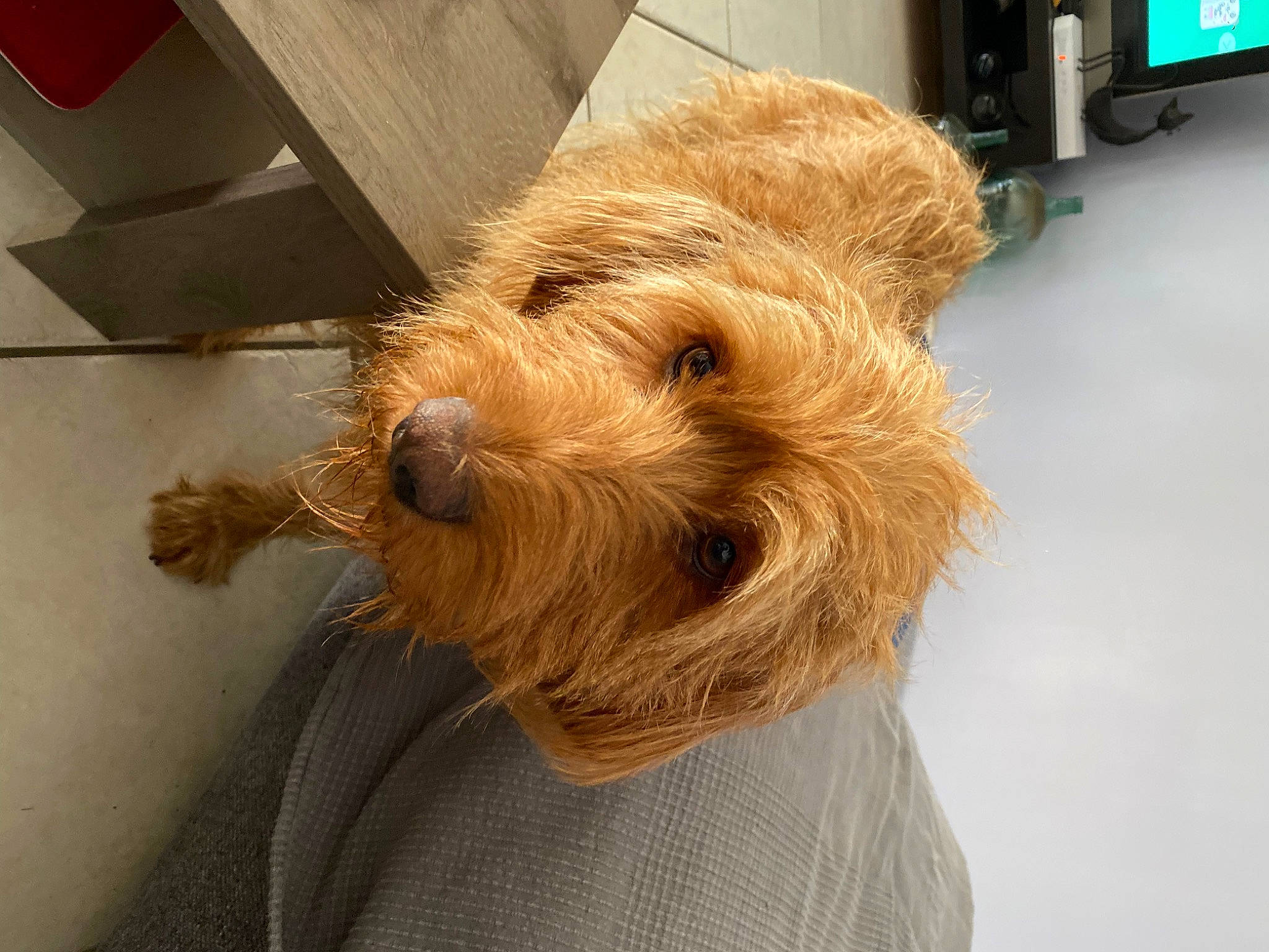 Watson participe au concours pour gagner de l'argent avec cette photo : canidae, carnivore, companion_dog, dog, dog_breed, fawn, flooring, fur, irish_terrier, liver, peripheral, small_terrier, sporting_group, television, terrestrial_animal, terrier, welsh_terrier, wood, working_animal