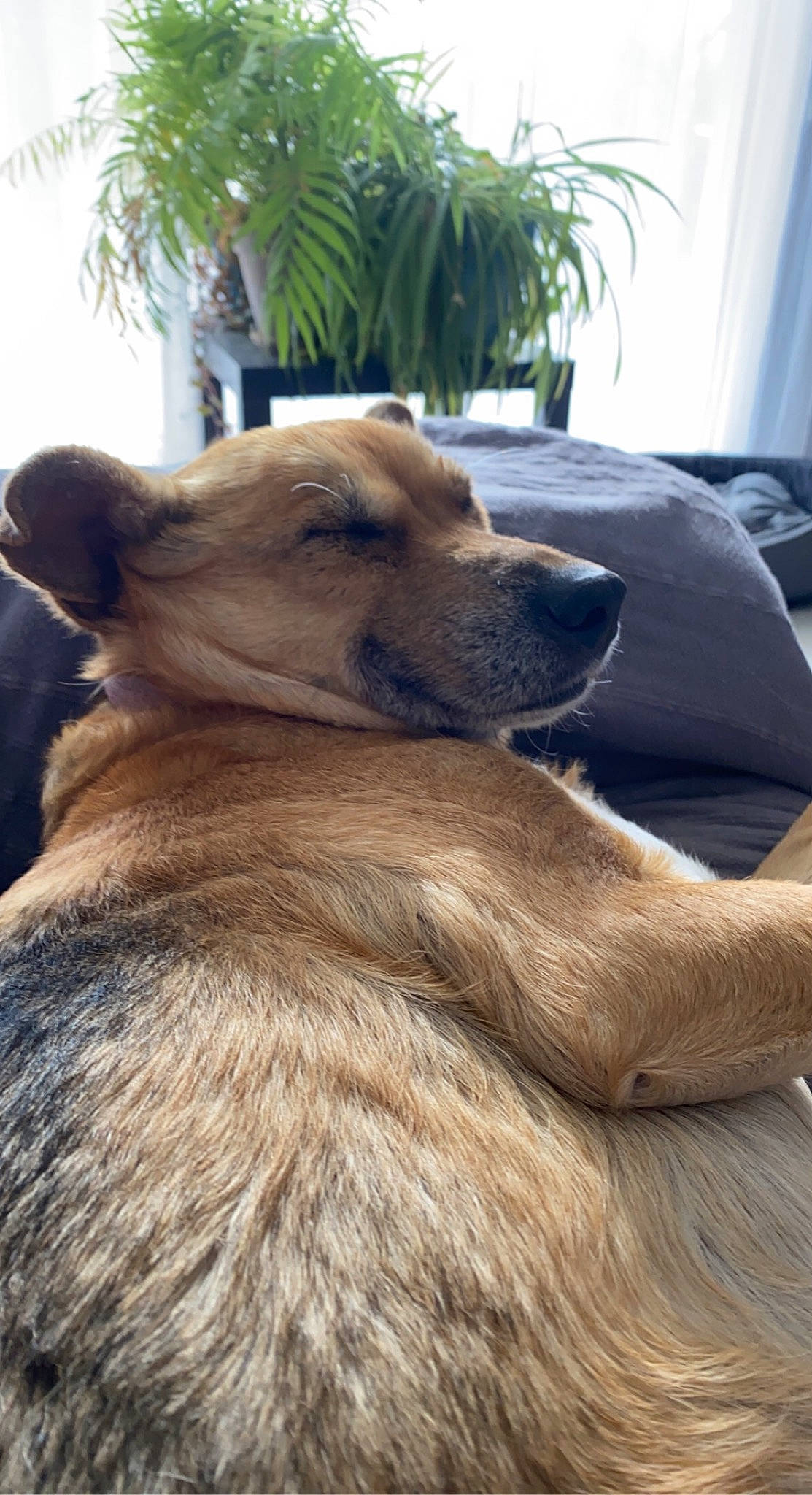 Fidjee participe au concours pour gagner de l'argent avec cette photo : canidae, carnivore, collar, companion_dog, curtain, dog, dog_breed, fawn, fur, german_shepherd_dog, houseplant, liver, plant, snout, sporting_group, terrestrial_animal, whiskers, wildlife, working_animal, working_dog