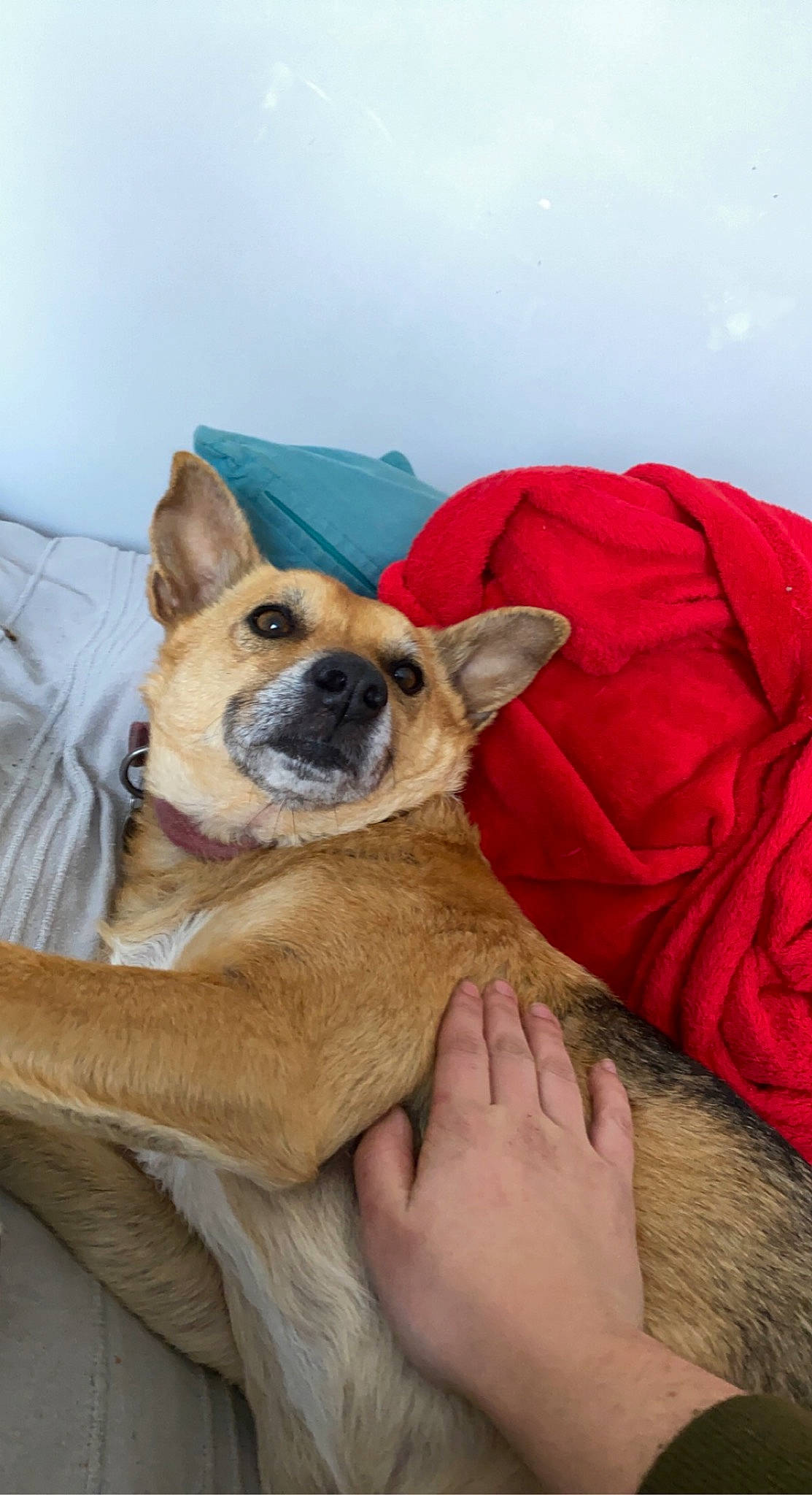 Fidjee a rejoint le concours — aidez-le/la à gagner de superbes lots ! canidae, carnivore, comfort, companion_dog, dog, dog_breed, fawn, foot, fur, non_sporting_group, paw, sky, snout, sporting_group, whiskers, working_animal