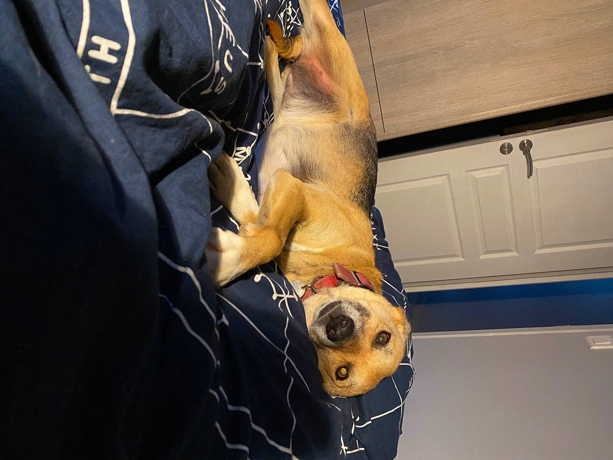 Fidjee participe au concours pour gagner de l'argent avec cette photo : bag, canidae, carnivore, companion_dog, dog, dog_breed, elbow, fashion_accessory, fawn, felidae, fur, gesture, personal_protective_equipment, sleeve, snout, sporting_group, stuffed_toy, tail, whiskers, working_animal